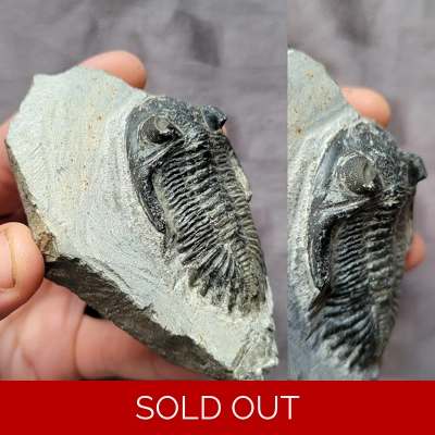 Rare Nice Hollardops Trilobite Fossil From The Devonian of Morocco